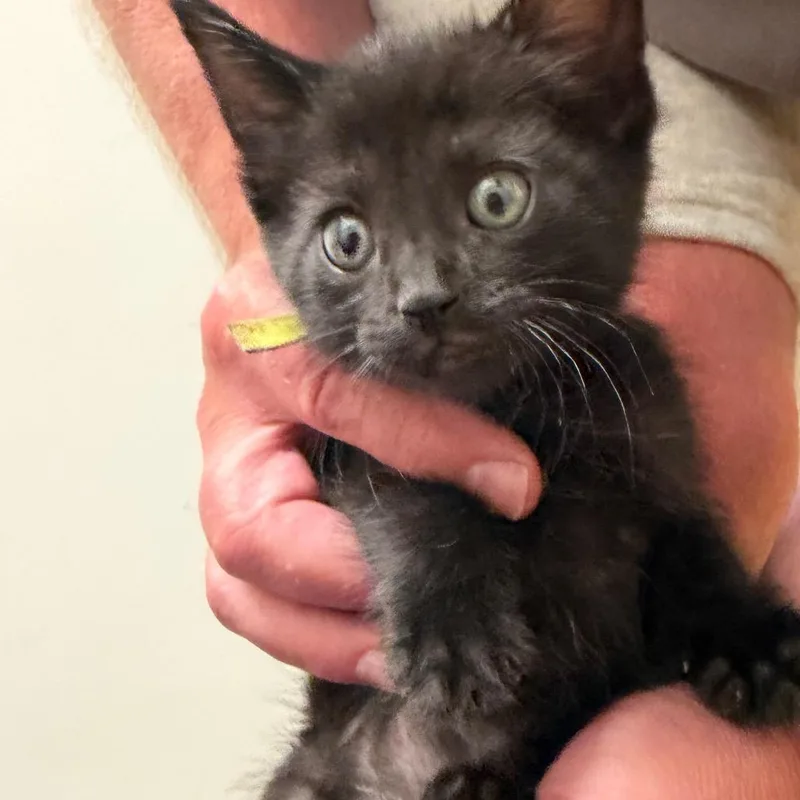 A baby small-sized male Black Domestic Short Hair cat named Peach for adoption in International Falls, MN