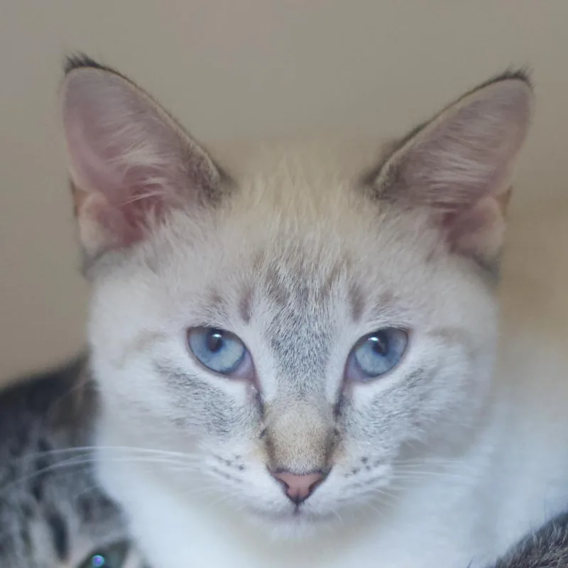 An adult extra large-sized male Domestic Short Hair cat named Gray for adoption in Cumming, GA