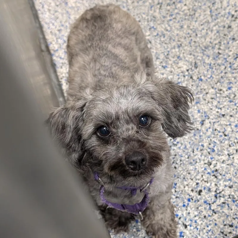 An adult small-sized male Gray / Blue / Silver Mixed Breed dog named Doodle for adoption in Greenville, SC