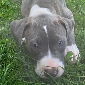 A baby medium-sized male Gray / Blue / Silver Pit Bull Terrier dog named Mikey for adoption in Dayton, OH