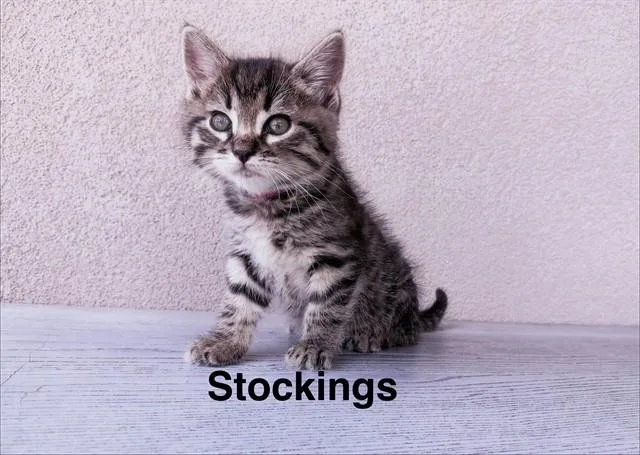 Stockings
