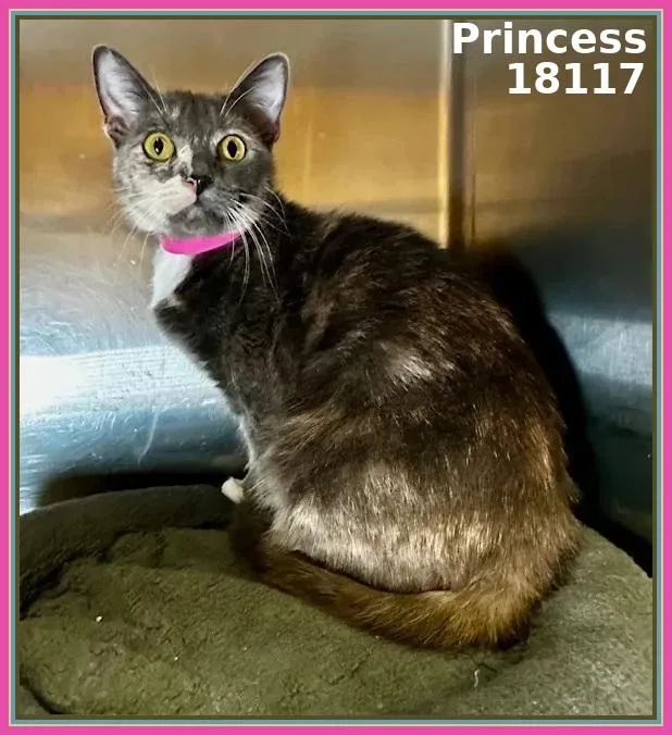 An adult medium-sized female Dilute Calico Domestic Short Hair cat named Princess for adoption in Marietta, GA