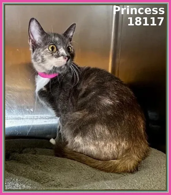 Princess thumbnail 2