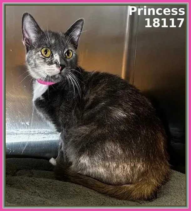 Princess thumbnail 3