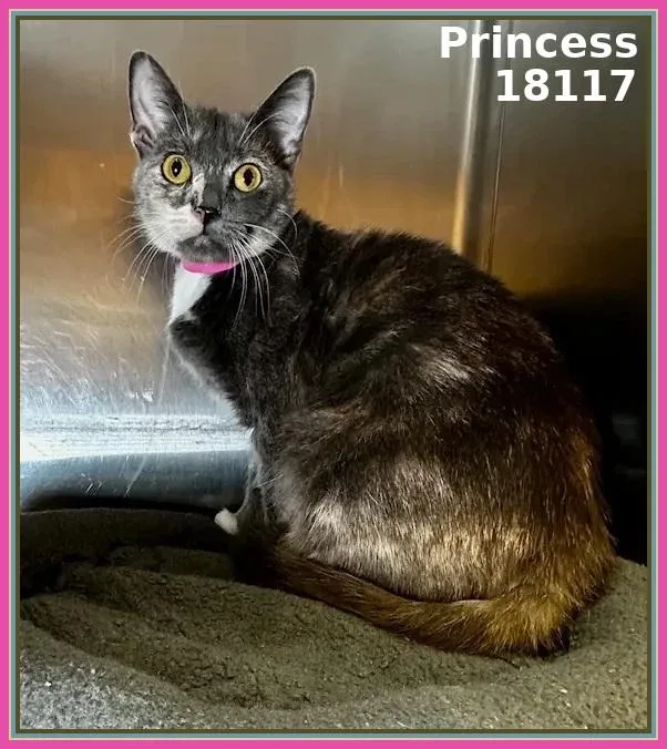 Princess thumbnail 4