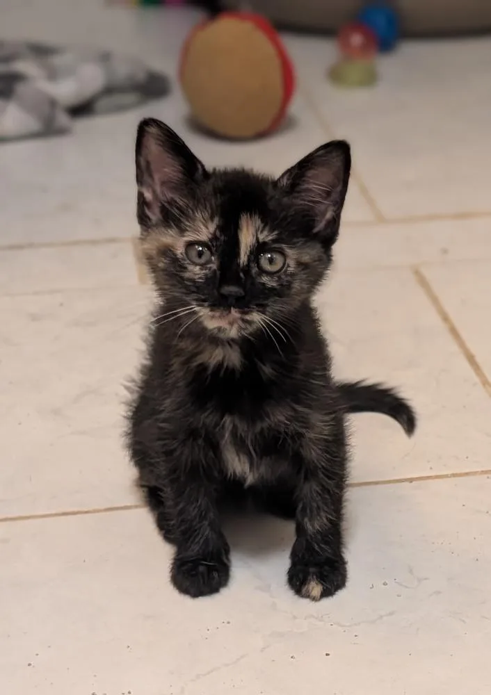 A baby small-sized female Domestic Short Hair cat named Rosita for adoption in Lake Wylie, SC