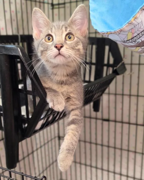 A baby small-sized male Domestic Short Hair cat named Bourre for adoption in Novato, CA