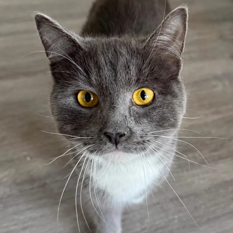 An adult large-sized male Gray / Blue / Silver Domestic Short Hair cat named Sprung Monkey for adoption in Fredericksburg, VA