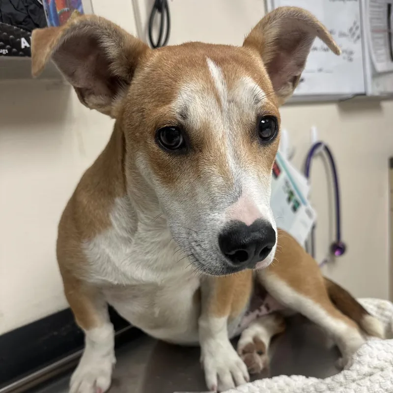 A baby medium-sized female Yellow / Tan / Blond / Fawn Basset Hound dog named Daphne for adoption in Lakeland, FL