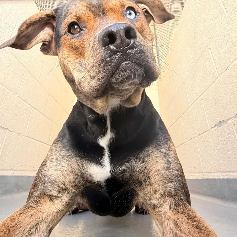 An adult medium-sized male Black Mixed Breed dog named Arlbstray for adoption in Birdsboro, PA