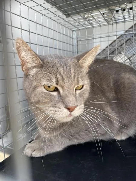 An adult small-sized male Domestic Short Hair cat named Phantom for adoption in Victorville, CA