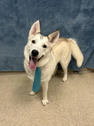 A young medium-sized male Husky dog named Buford for adoption in Hamilton, OH