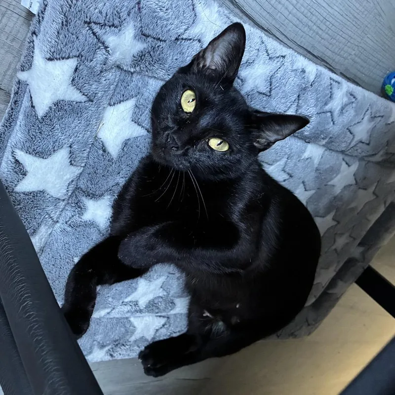 An adult medium-sized female Domestic Short Hair cat named Dixie for adoption in Titusville, FL