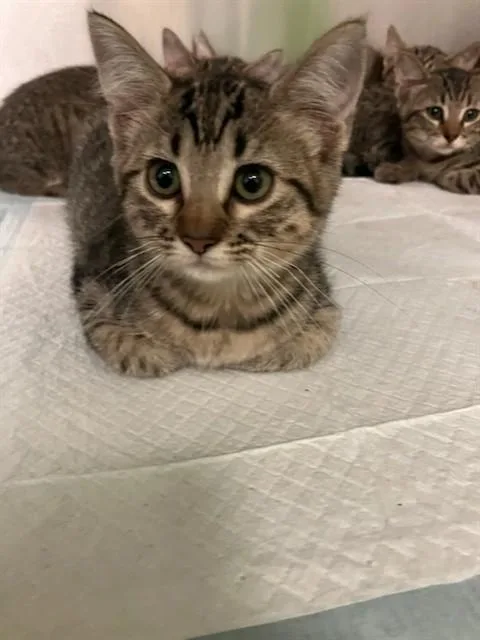 A baby small-sized female Domestic Short Hair cat named Donut for adoption in Dallas, TX