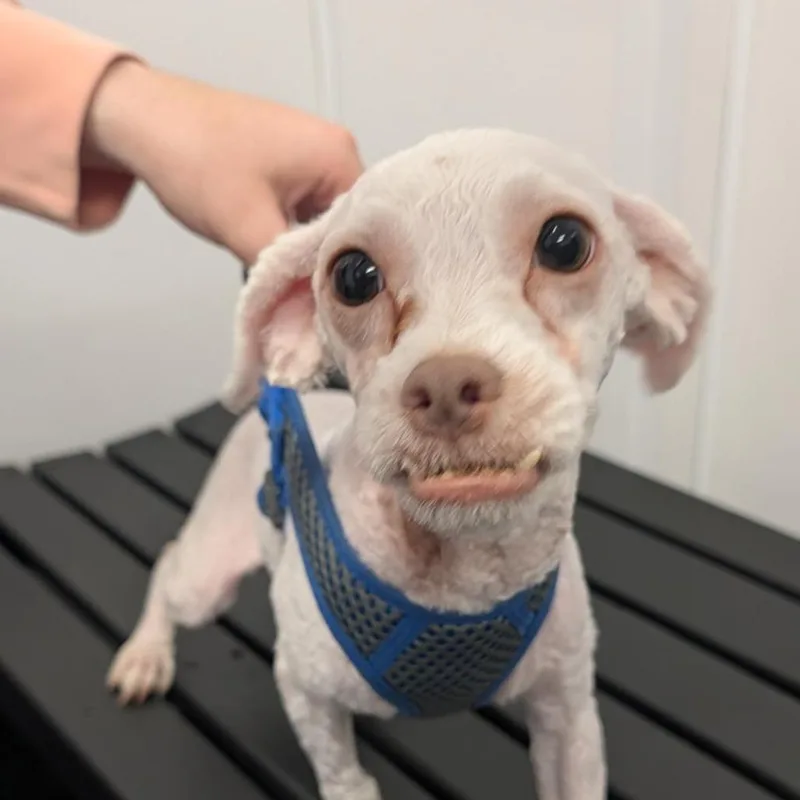 An adult small-sized male White / Cream Maltese dog named Rj for adoption in Clearwater, FL