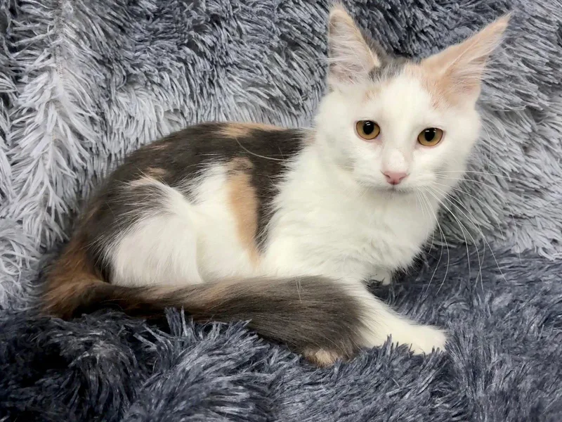 A baby small-sized female Domestic Medium Hair cat named Pussy Galore for adoption in Forest Lake, MN
