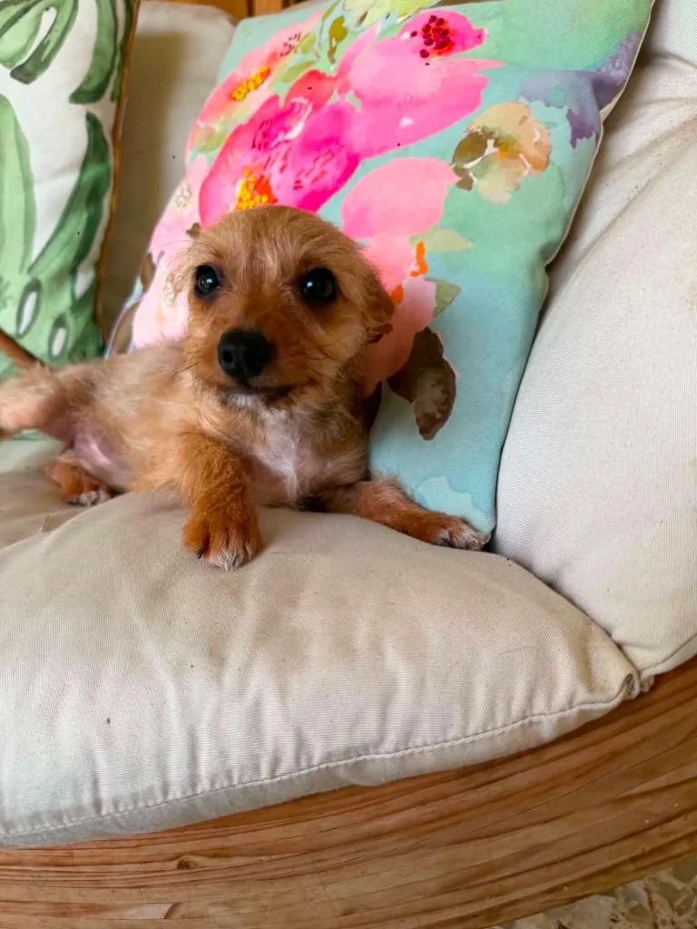 A baby small-sized female Chihuahua dog named Spina for adoption in Bristol, WI