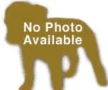A young large-sized male Pit Bull Terrier dog named Montana Max for adoption in Mobile, AL