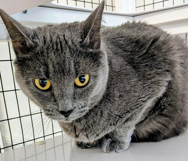 An adult medium-sized female Domestic Short Hair cat named Samantha for adoption in St. Augustine, FL