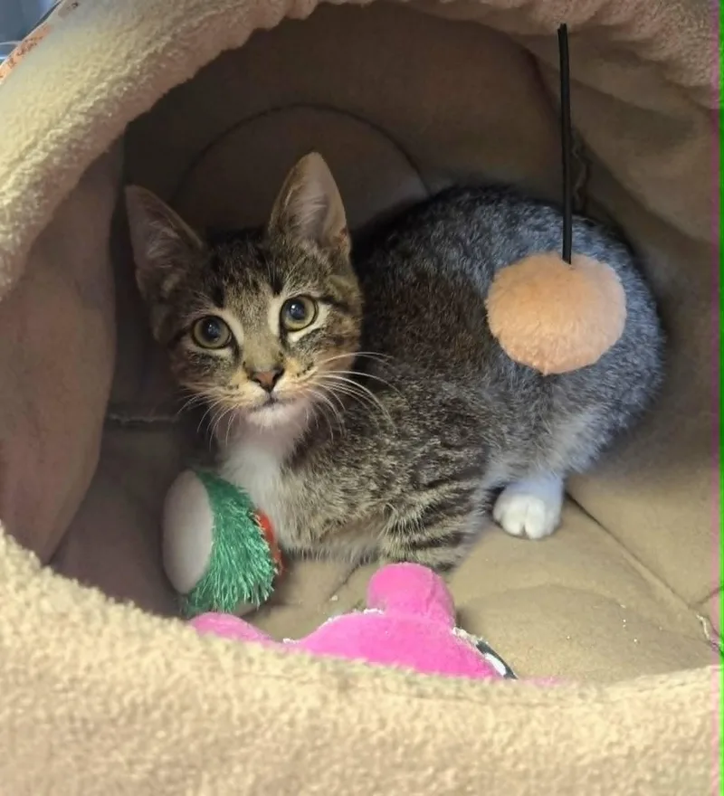 A baby medium-sized male Tabby (Brown / Chocolate) Domestic Short Hair cat named Wolverine for adoption in Watertown, WI