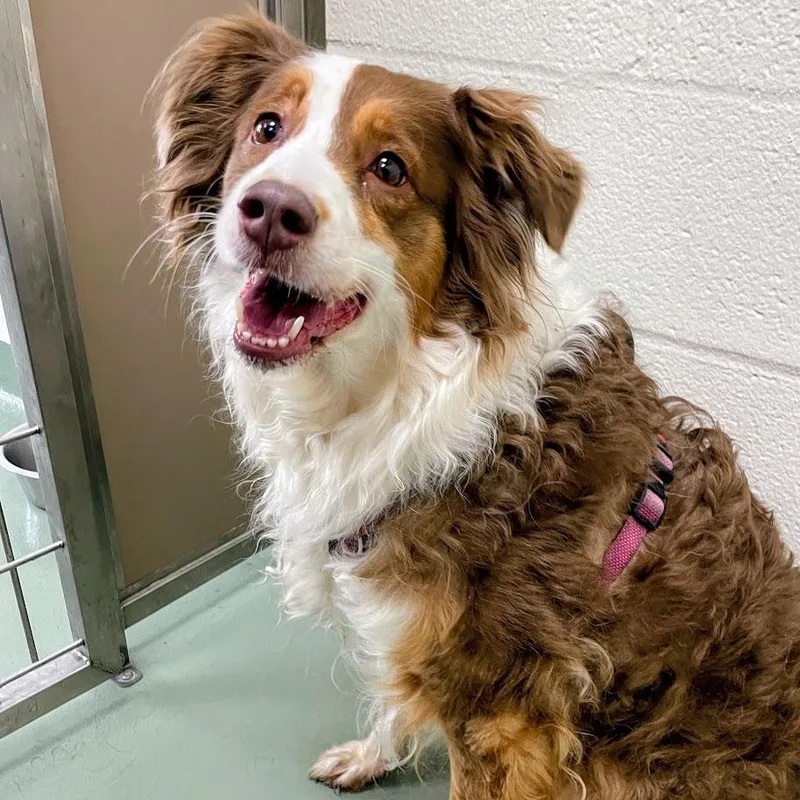 An adult medium-sized female Red / Chestnut / Orange Australian Shepherd dog named Novella for adoption in Lyndhurst, VA