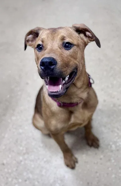 A young medium-sized female Brown / Chocolate Mixed Breed dog named Coco for adoption in Bishop, GA