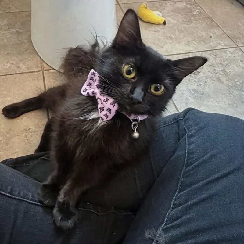 A baby medium-sized female Black & White / Tuxedo Domestic Medium Hair cat named Aurora for adoption in Baldwin, MD