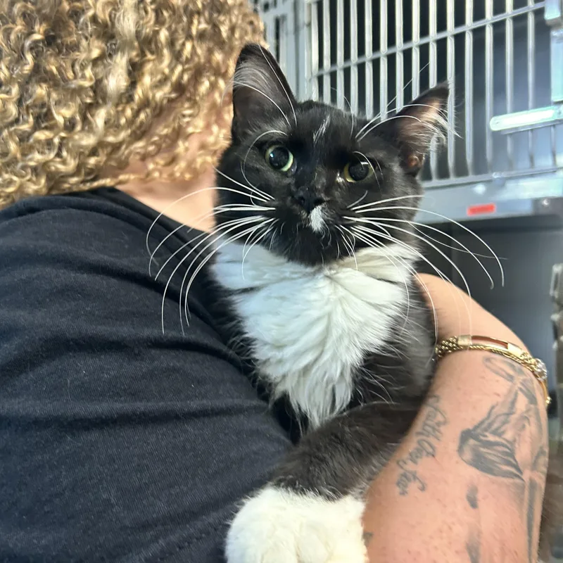 A young small-sized female Black & White / Tuxedo Domestic Short Hair cat named Twitch for adoption in Myerstown, PA