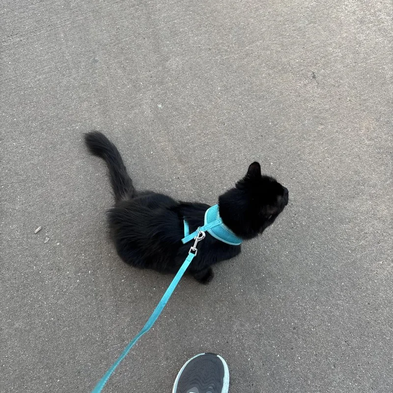 Tilly Cat thumbnail 2