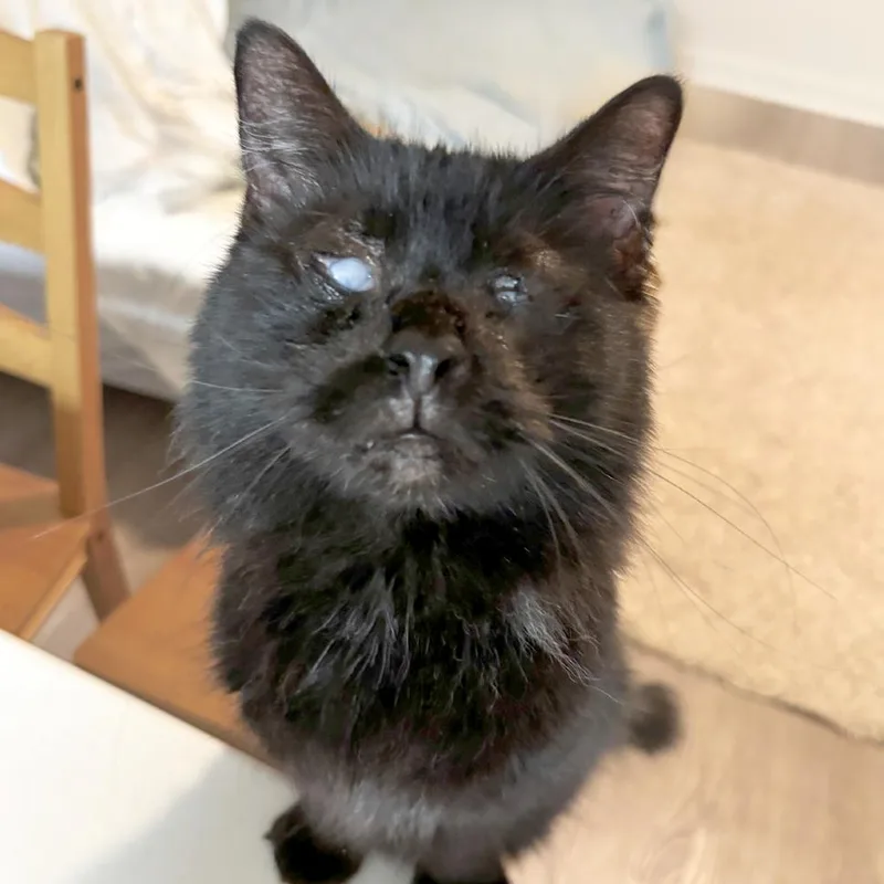Tilly Cat thumbnail 3