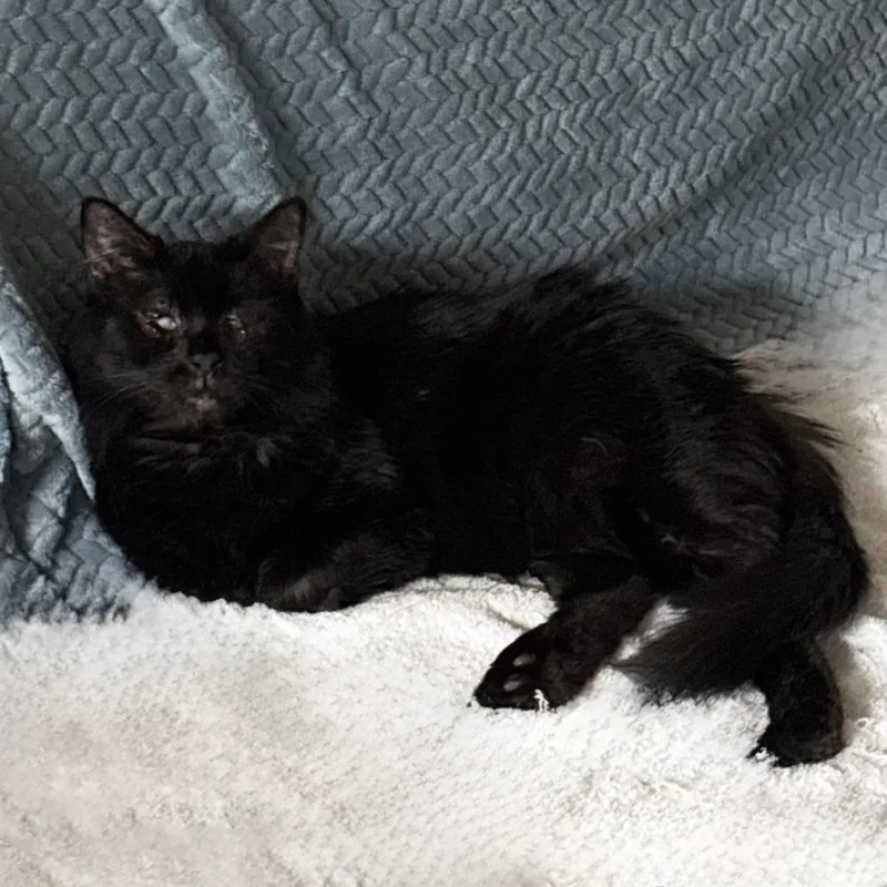 Tilly Cat thumbnail 4
