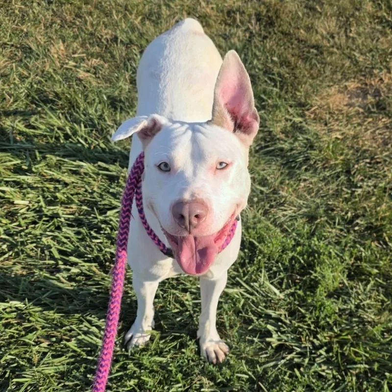 A young medium-sized female Terrier dog named Connie for adoption in North Syracuse, NY