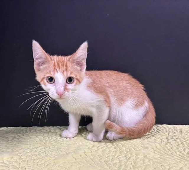 A baby medium-sized male Buff / Tan / Fawn Domestic Short Hair cat named Easter for adoption in Hawk Point, MO