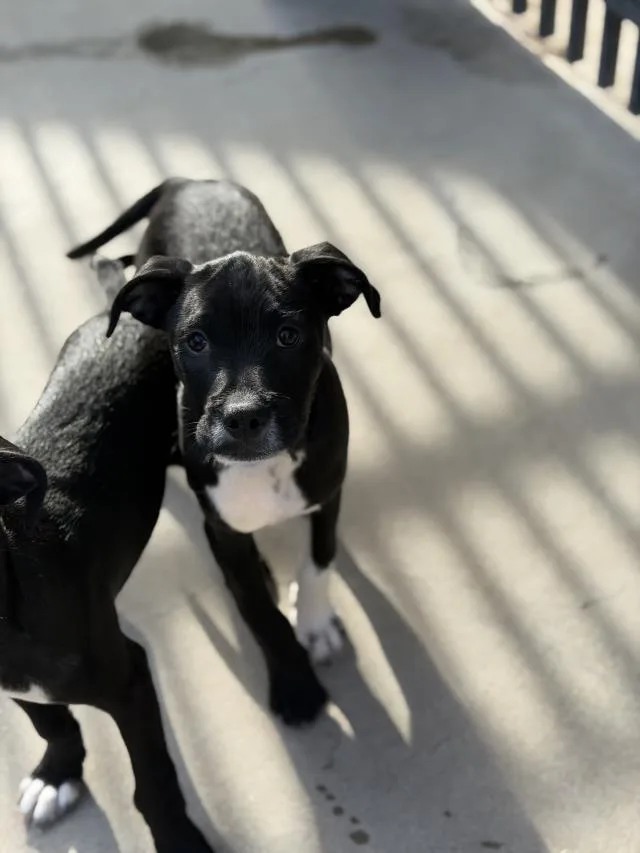 A baby small-sized male Boxer dog named Caleb for adoption in Santa Maria, CA