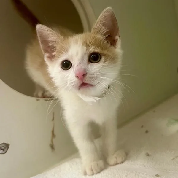 A baby small-sized male Domestic Short Hair cat named Shanks for adoption in Walnut Creek, CA