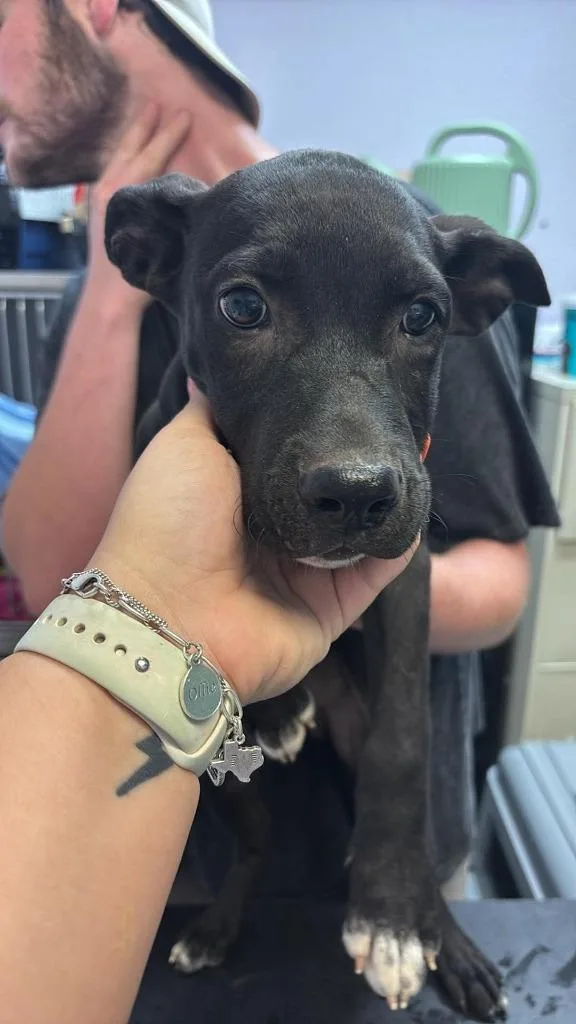 A baby medium-sized male Labrador Retriever dog named Bolognese for adoption in New Braunfels, TX