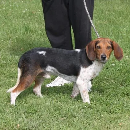 An adult medium-sized male Beagle dog named Weslie+ for adoption in Elk Grove Village, IL