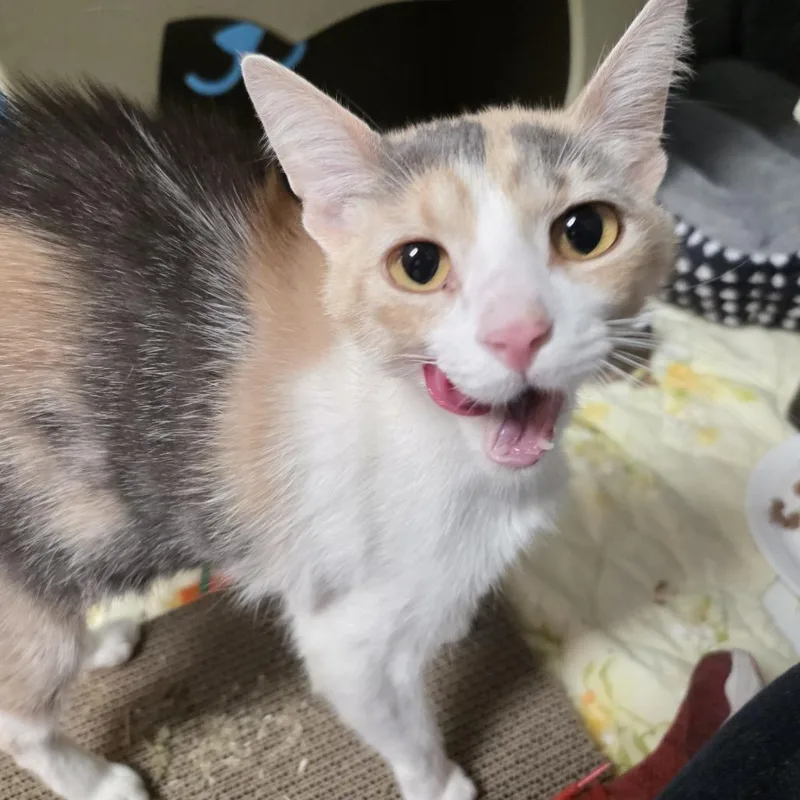 A young medium-sized female Calico Domestic Short Hair cat named Evelyn for adoption in Oshkosh, WI