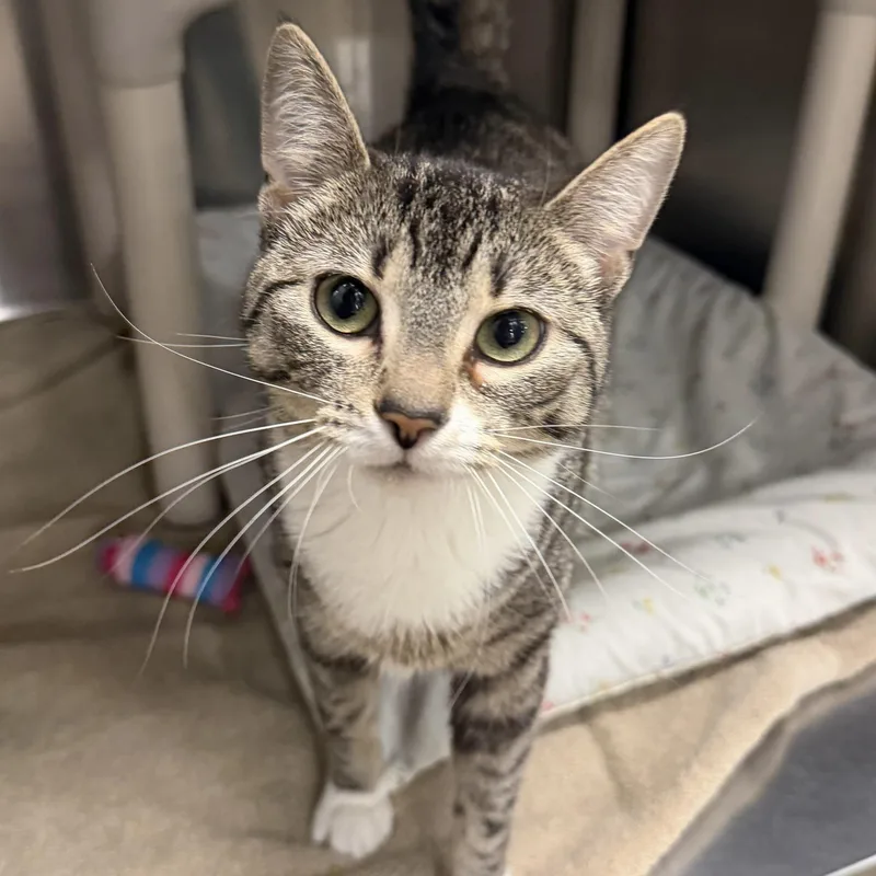A young medium-sized female Domestic Short Hair cat named Jada& Appa Bonded Pair for adoption in Maple Shade, NJ