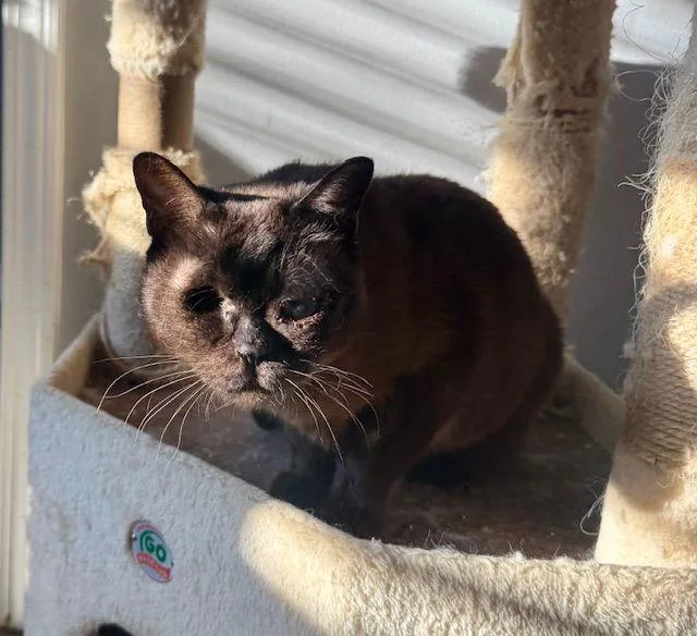 A young medium-sized female Burmese cat named Andi Bloom for adoption in Alpharetta, GA