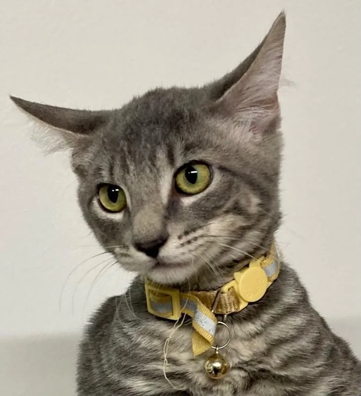 A young medium-sized male Tabby (Gray / Blue / Silver) Domestic Short Hair cat named Ziggy for adoption in Arlington, WA