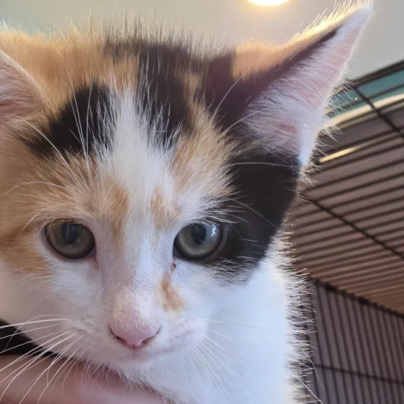 A baby small-sized female Calico Domestic Short Hair cat named Tasy for adoption in Bel Air, MD