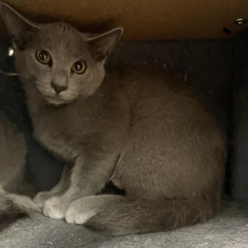 A baby small-sized male Gray / Blue / Silver Russian Blue cat named Indiana for adoption in Brownsboro, AL