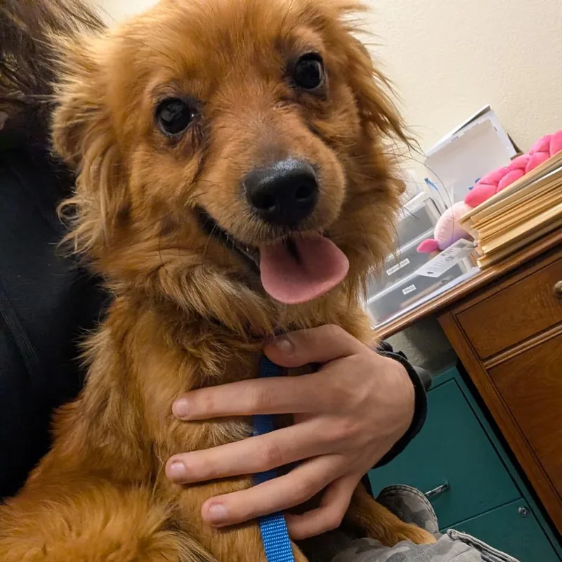 Goldie C thumbnail 2