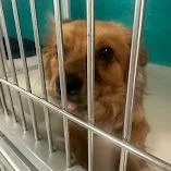 Goldie C thumbnail 3