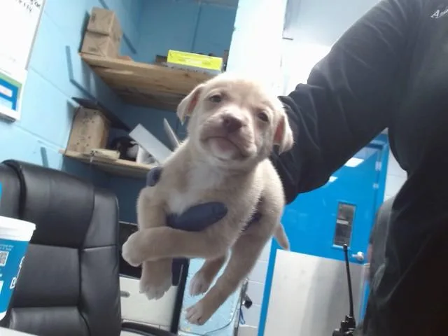 A baby small-sized male Husky dog named Dodge for adoption in Albuquerque, NM