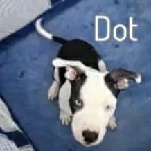 Dot