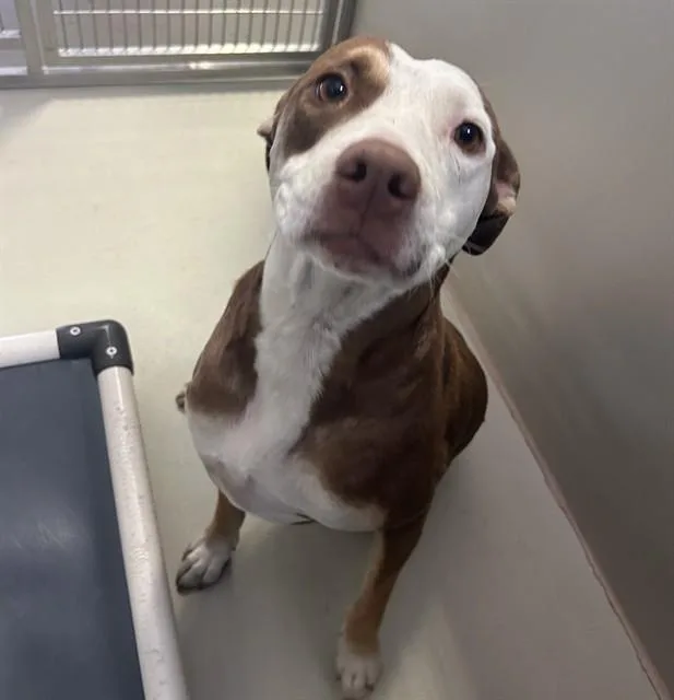 A young large-sized female Pit Bull Terrier dog named Pink for adoption in Bakersfield, CA