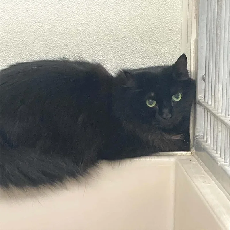A senior medium-sized male Black Domestic Long Hair cat named Felix for adoption in St. Helena, CA