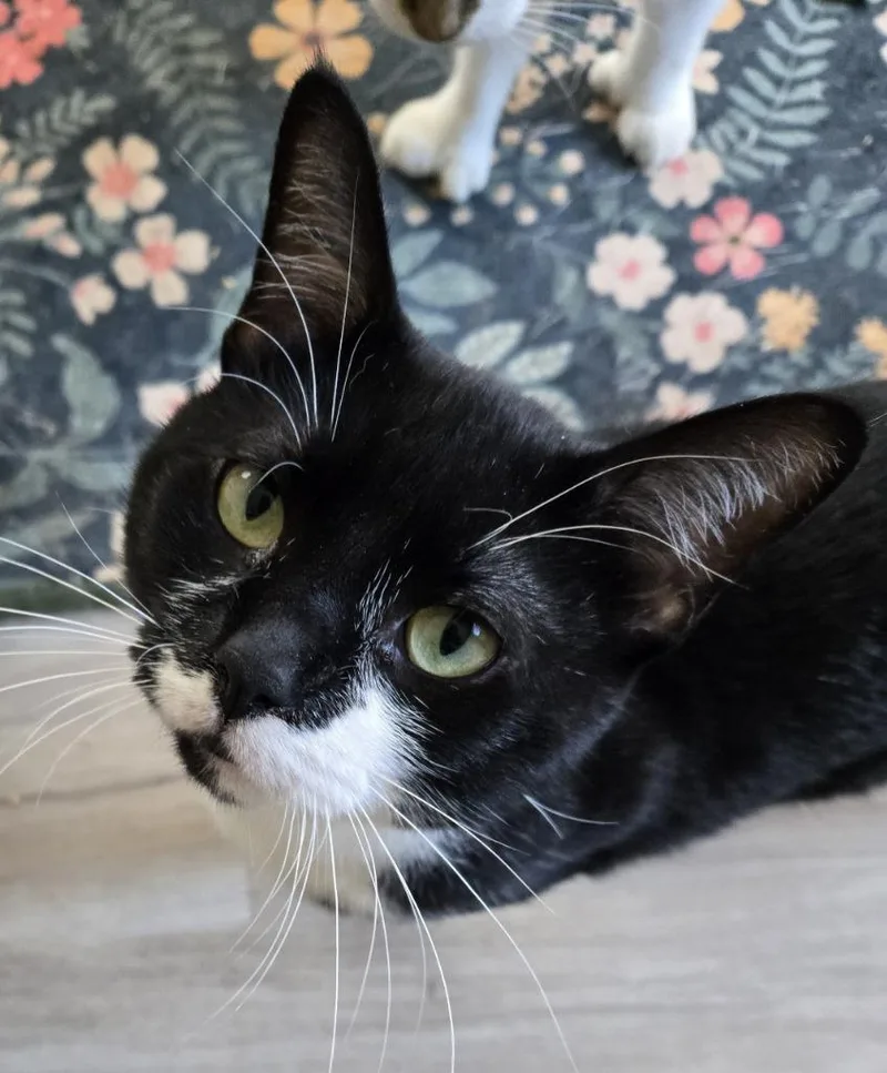 A young medium-sized male Tuxedo cat named Siggy for adoption in Windsor, CT